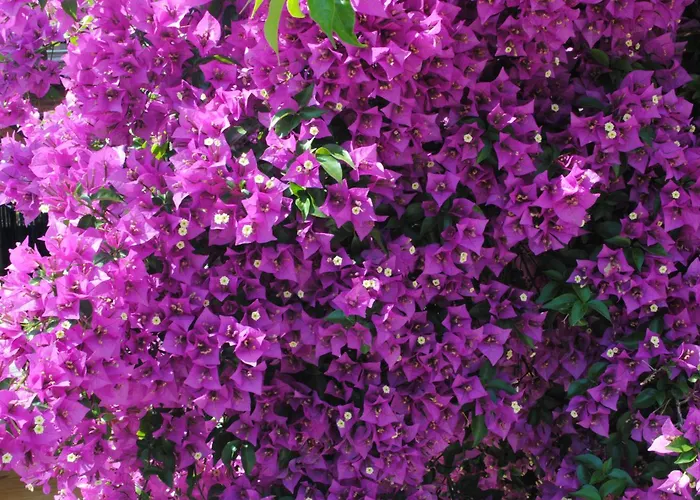 Eski Evleri 3* Datca